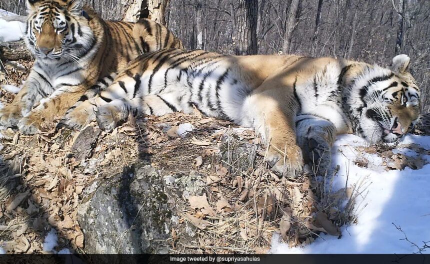 Siberian Tiger Travels 200 Km Across Russian Forest To Reunite With Former Mate