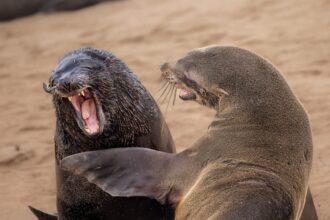 Silliness and Style Take Top Honors in the 2024 Comedy Wildlife Photography Awards — Colossal