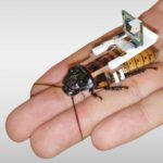 Swarms of cyborg cockroaches could be manufactured by robots