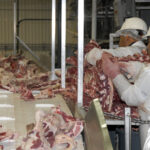 photo of two workers in a meatpacking plant wearing hard hats and protective gear, handling slabs of beef on a processing line