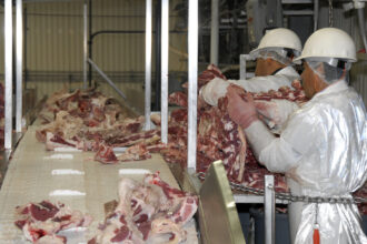 photo of two workers in a meatpacking plant wearing hard hats and protective gear, handling slabs of beef on a processing line