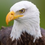 The Bald Eagle Is Officially The National Bird Of The U.S.