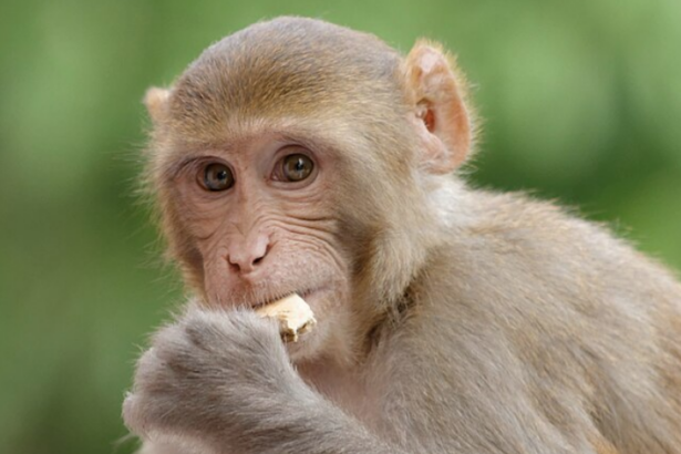 The Monkey’s Paw and interest rates