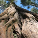 This Educator Teaches Her Students the Art of Forest Bathing