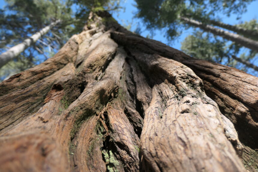 This Educator Teaches Her Students the Art of Forest Bathing