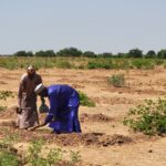 Two workers plant a sapling