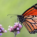 U.S. Proposes Listing Monarch Butterflies Under Endangered Species Act To Aid Recovery