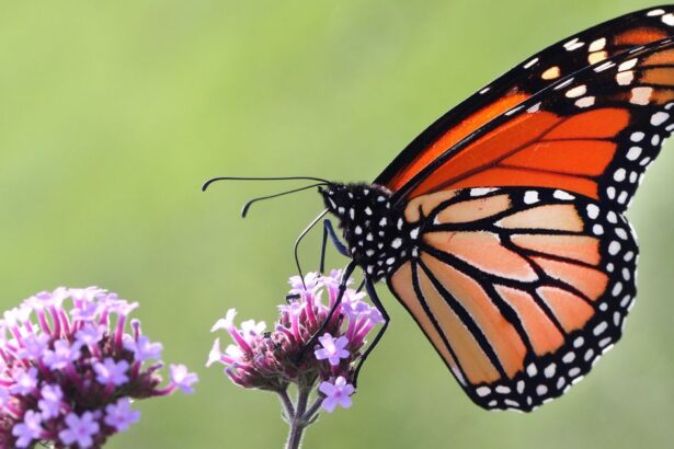 U.S. Proposes Listing Monarch Butterflies Under Endangered Species Act To Aid Recovery