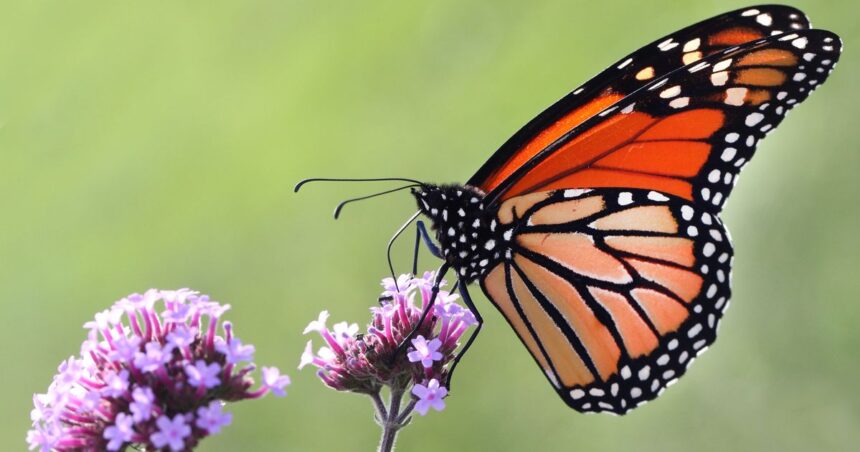 U.S. Proposes Listing Monarch Butterflies Under Endangered Species Act To Aid Recovery