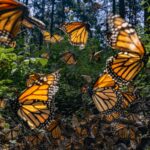 Monarch butterflies fly through greenery, illuminated by the sun