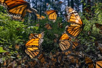 Monarch butterflies fly through greenery, illuminated by the sun