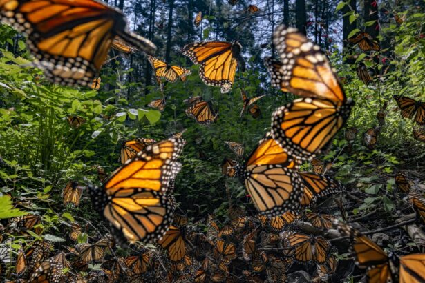 Vital Impacts’ ‘Saving the Monarchs’ Campaign with Jaime Rojo Raises Funds for Conservation — Colossal