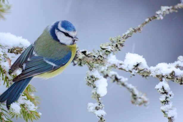 Welcoming Winter Wildlife – Earth911