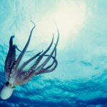 What Scientists Know About Consciousness In Octopuses, Which Have 9 Brains