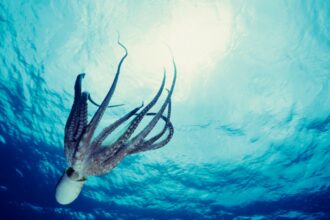 What Scientists Know About Consciousness In Octopuses, Which Have 9 Brains