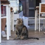 What Stray Cats Taught Me About Spontaneous Order