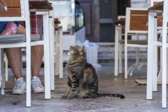 What Stray Cats Taught Me About Spontaneous Order