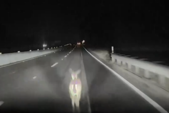 A Tesla Model 3 engaged in the so-called ‘Full Self Driving’ mode reportedly plowed through a deer without ever detecting it. While more advanced driverless systems use a mix of sensors including LiDAR, Tesla is trying to attain full autonomy using only cameras.