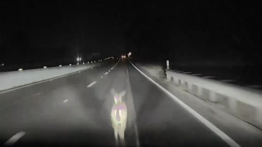 A Tesla Model 3 engaged in the so-called ‘Full Self Driving’ mode reportedly plowed through a deer without ever detecting it. While more advanced driverless systems use a mix of sensors including LiDAR, Tesla is trying to attain full autonomy using only cameras.