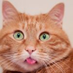 an orange cat with green eyes with its tongue out