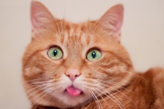 an orange cat with green eyes with its tongue out