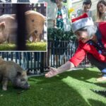 'Wicked' baby pigs get Christmas pardon from Florida mayor in a Cuban twist on White House turkey tradition