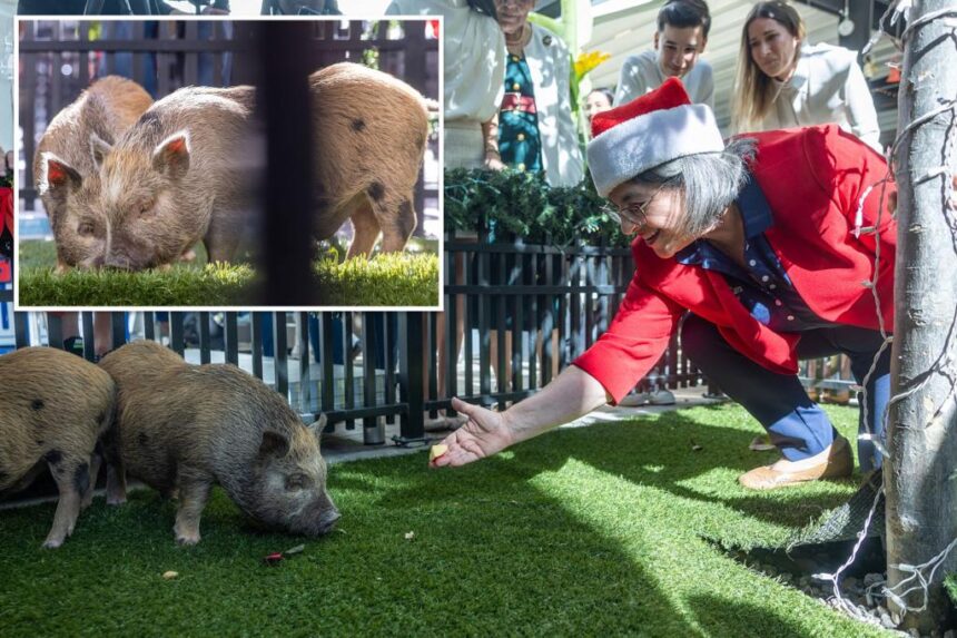 'Wicked' baby pigs get Christmas pardon from Florida mayor in a Cuban twist on White House turkey tradition