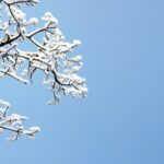 A snow covered branch and the blue skies of winter.