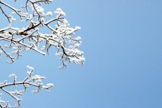 A snow covered branch and the blue skies of winter.