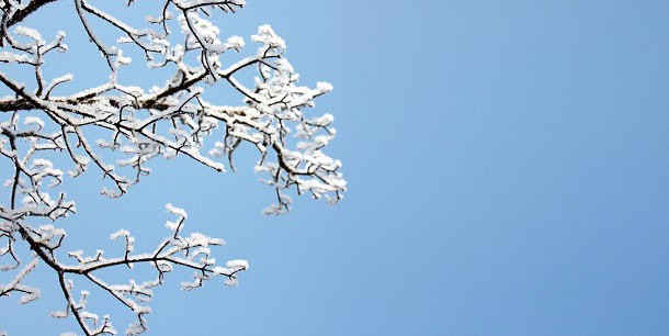 A snow covered branch and the blue skies of winter.