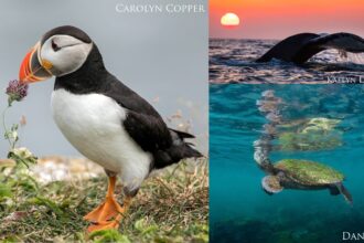 a puffin, whale tail at sunset, and a sea turtle