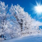 A beautiful snowy winter scene with a bright sun, snowy trees and plenty of snow on the ground.