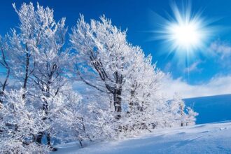 A beautiful snowy winter scene with a bright sun, snowy trees and plenty of snow on the ground.