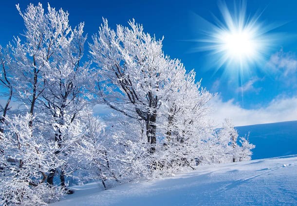 A beautiful snowy winter scene with a bright sun, snowy trees and plenty of snow on the ground.