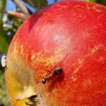 Ant on an apple