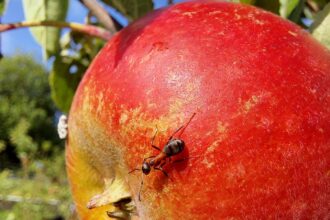 Ant on an apple