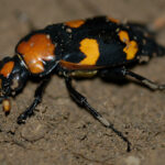 An orange and black beetle on soil