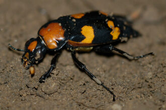 An orange and black beetle on soil