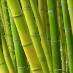 Bamboo 101 for Your Household