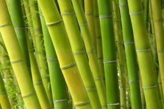 Bamboo 101 for Your Household