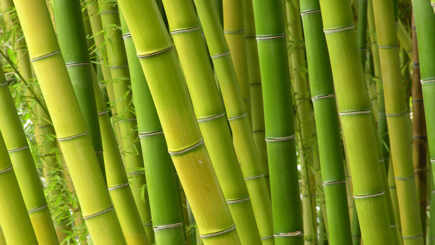 Bamboo 101 for Your Household