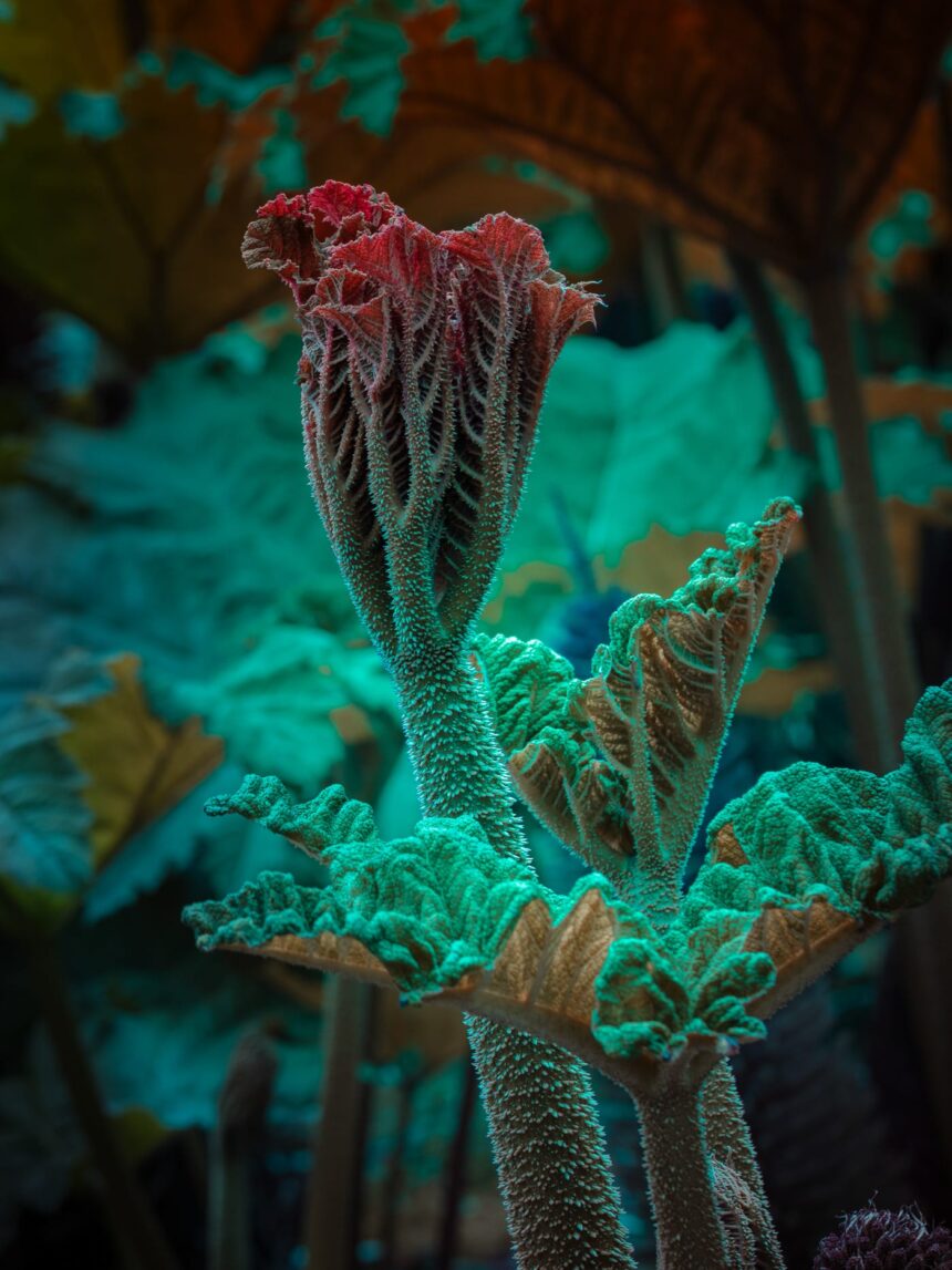 a photograph of giant rhubarb with a light emitting from the center of a leaf, in a pink and teal hue