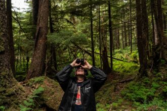 A man stands near old-growth trees as he looks for birds on his binoculars in the Tongass National Forest on Prince of Wales Island, Alaska.