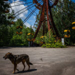 Chernobyl’s feral dogs are genetically unique, but not mutated