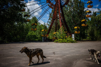 Chernobyl’s feral dogs are genetically unique, but not mutated