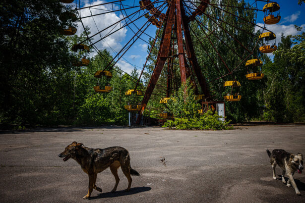 Chernobyl’s feral dogs are genetically unique, but not mutated