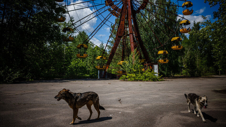 Chernobyl’s feral dogs are genetically unique, but not mutated