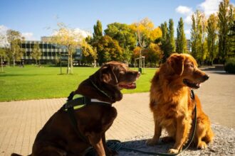 College Experts Tout The Benefits Of Animal-Assisted Interventions