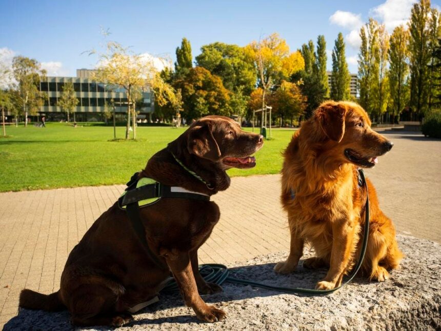 College Experts Tout The Benefits Of Animal-Assisted Interventions