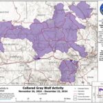 Colorado wolf map shows where 8 collared wolves traveled in December